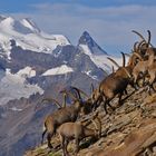 Schaulaufen der Schönheiten - Steinböcke vor dem Bernina Massiv