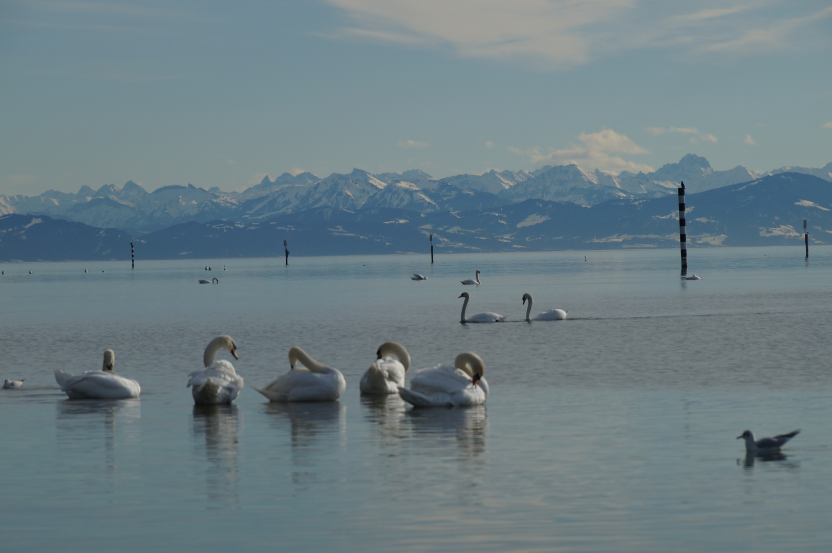 Schaulaufen im Schwannensee