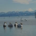 Schaulaufen im Schwannensee