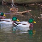 Schaulaufen(schwimmen) der Eitelkeiten