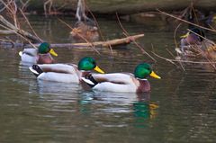 Schaulaufen(schwimmen) der Eitelkeiten