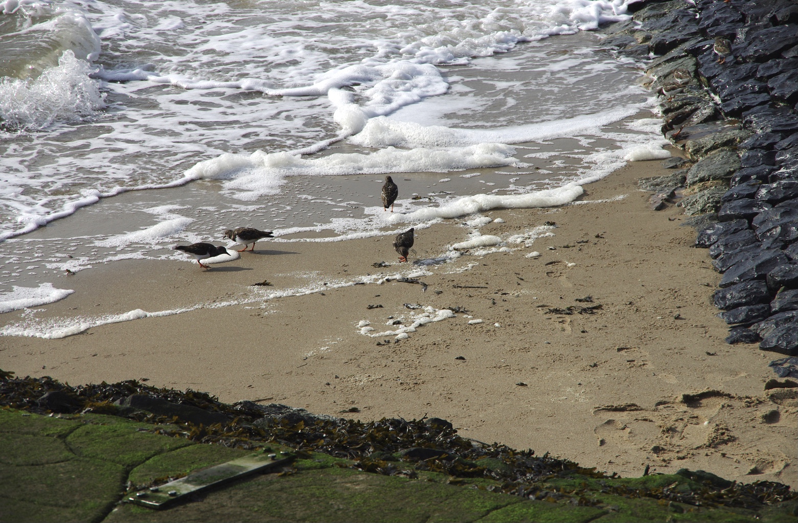 Schaumbad Foto & Bild tiere, wildlife, wild lebende vögel Bilder auf