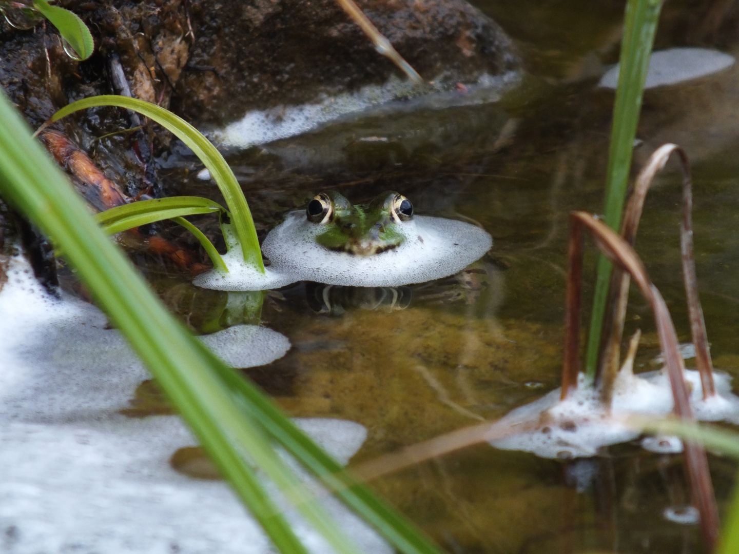 Schaumbad... Foto & Bild tiere, natur Bilder auf
