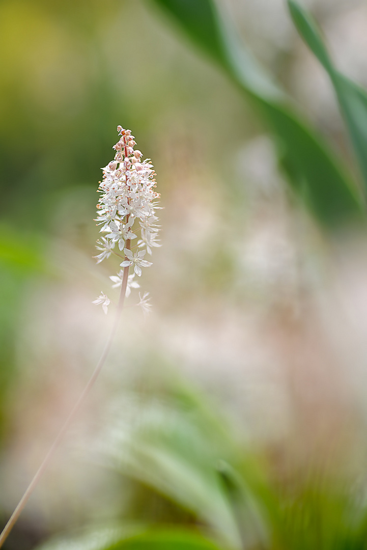 Schaumblüte 