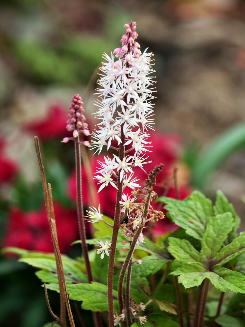 Schaumblüte