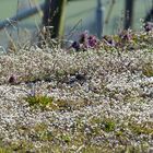 Schaumblüten - Blütenschaum