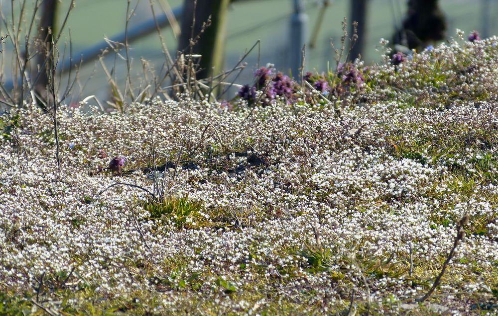 Schaumblüten - Blütenschaum