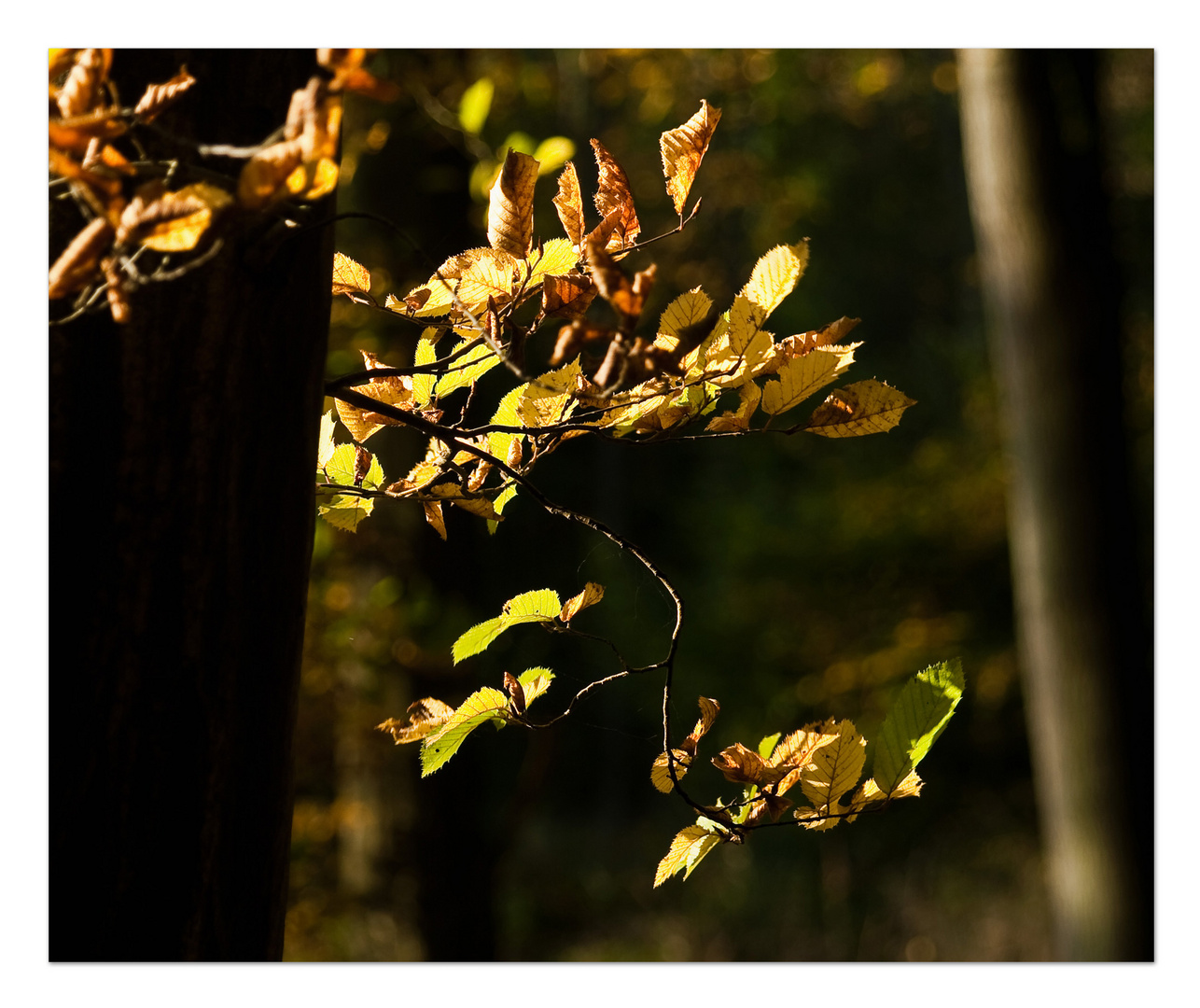 Schaumburger Wald 