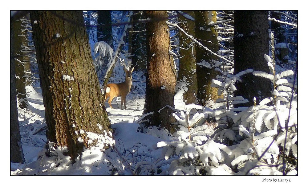 Schaumburger Wald