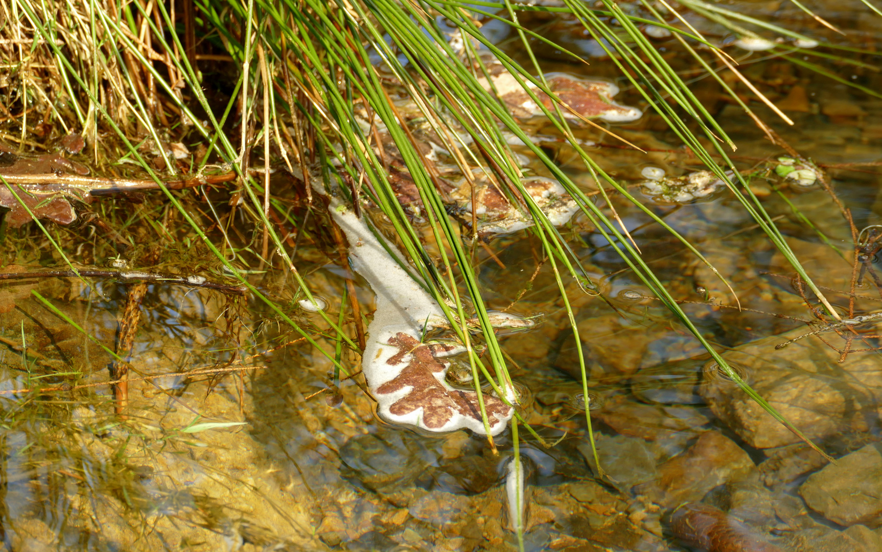 °°°° Schaumgebilde im Bach°°°°