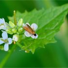 Schaumkraut-Langhornmotte (Cauchas rufimitrella)