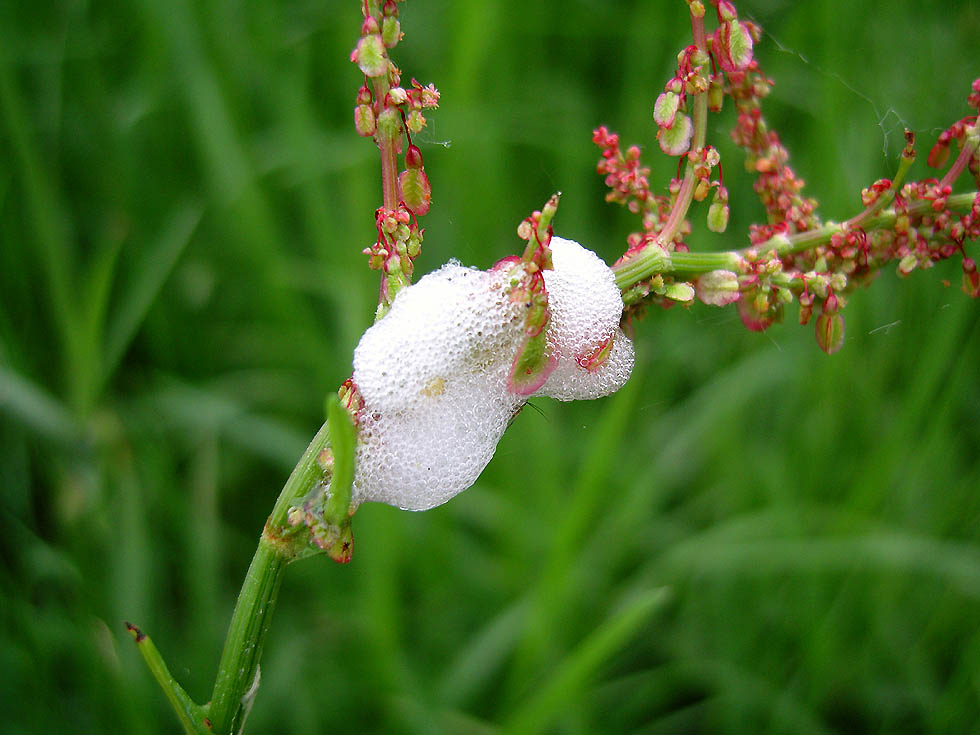 Schaumnest der Wiesenschaumzikade