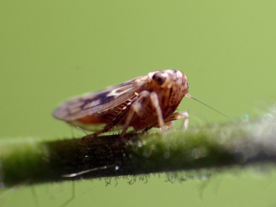 Schaumzikade (Aphrophoridae / Spittlebug)