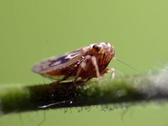 Schaumzikade (Aphrophoridae / Spittlebug)