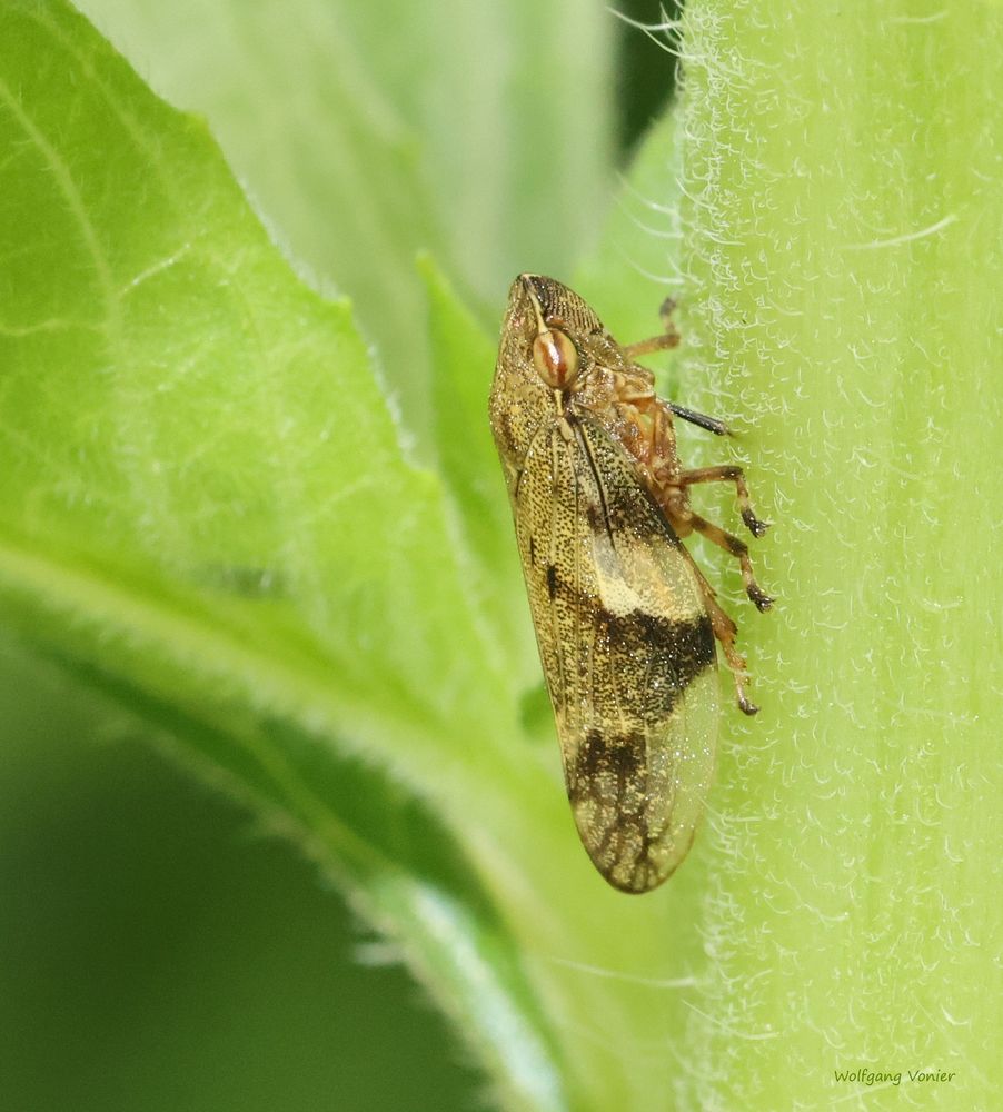 Schaumzikaden - Erlenschaumzikade (Aphrophora alni)