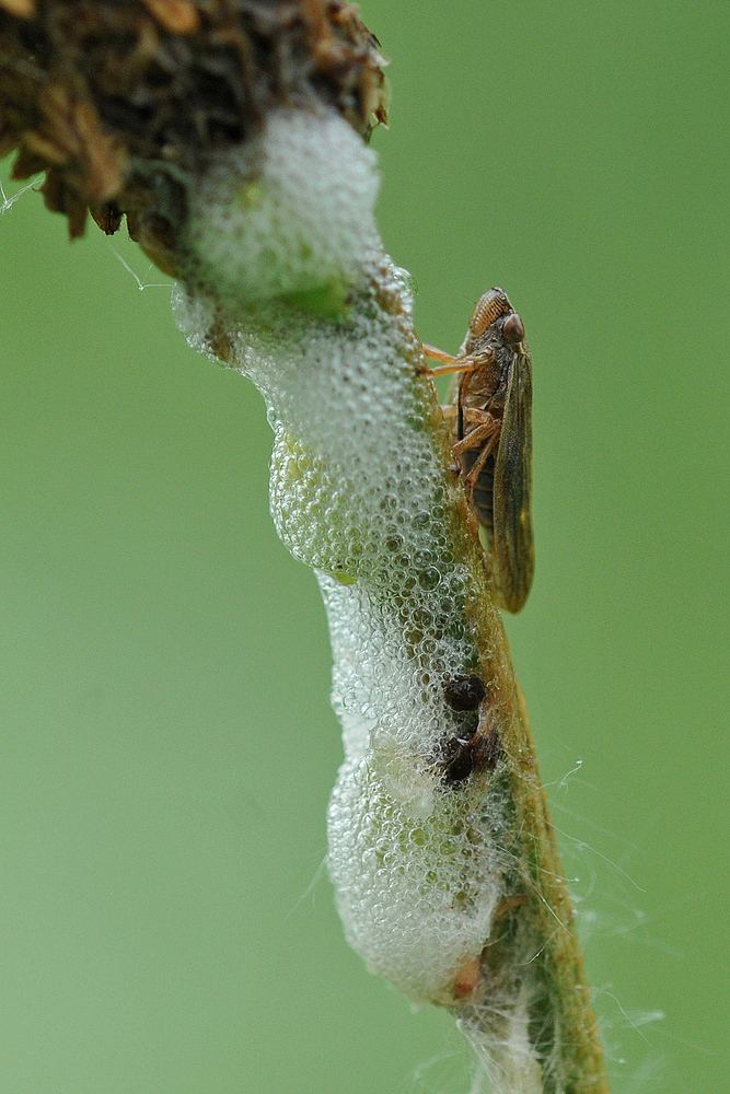 Schaumzikaden – Schäumen