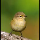 - Schaun wir mal dachte der Fitis - (Phylloscopus trochilus )