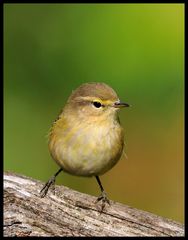 - Schaun wir mal dachte der Fitis - (Phylloscopus trochilus )