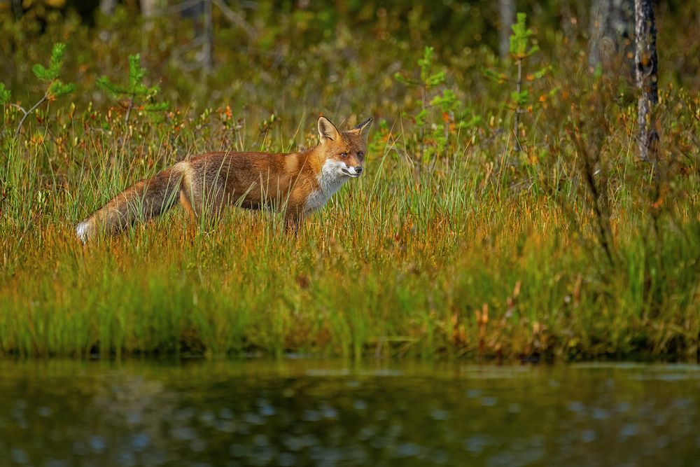 Schau´n wir mal, was am Wasser los ist….