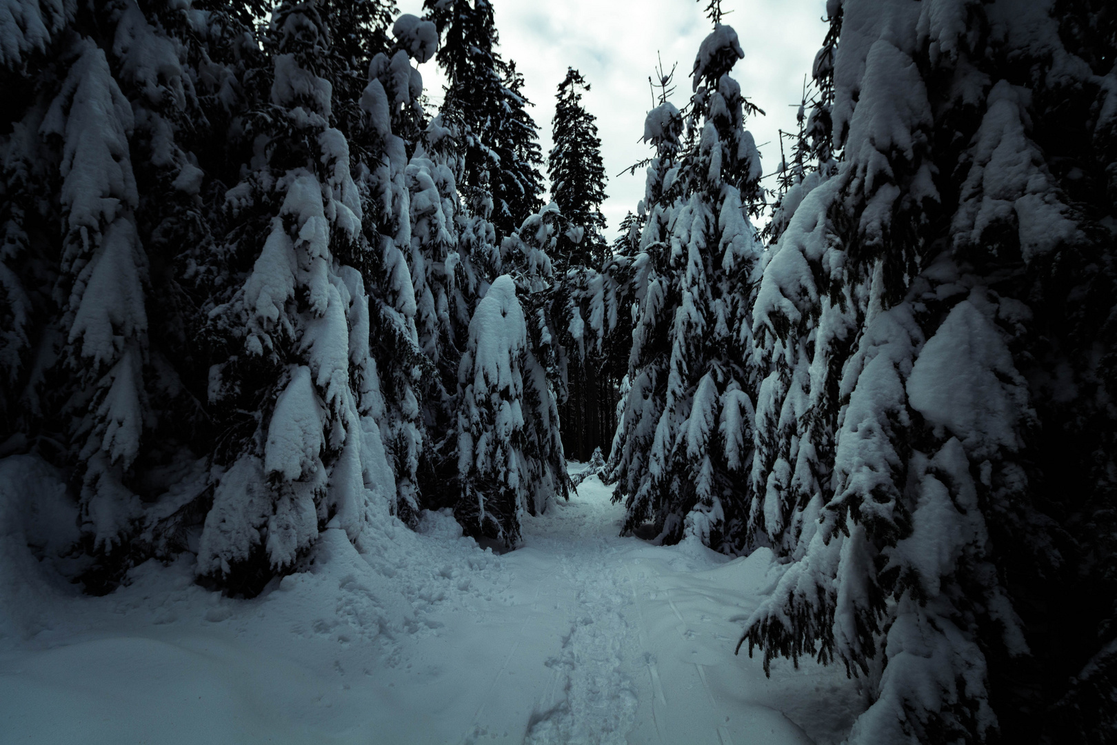 Schauriger Winterwald