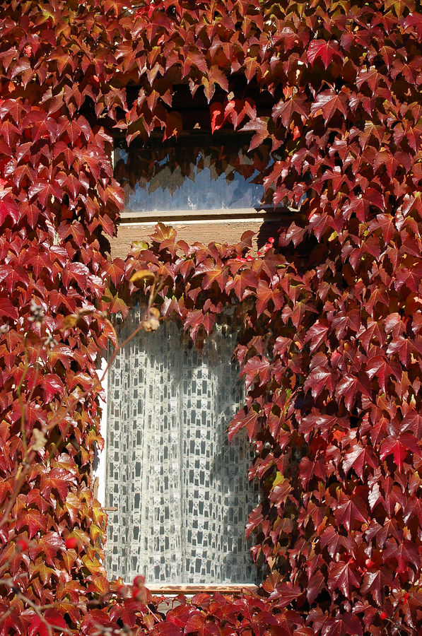 Schaut der Herbst beim Fenster rein