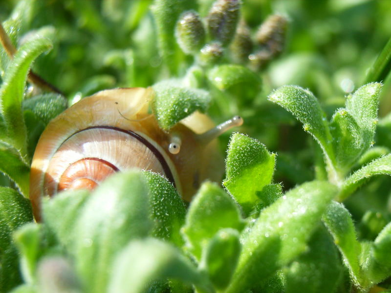 Schaut die kleine Schnirkelschnecke, keck aus Ihrem Blattverstecke