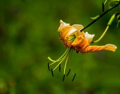 "Schaut die Lilien auf dem Feld an..."