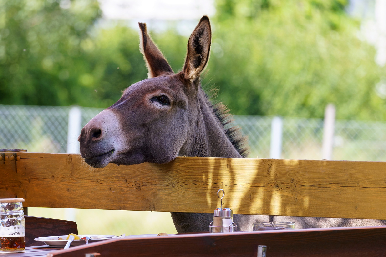 Schaut ein Esel mal in den Biergarten ...