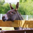 Schaut ein Esel mal in den Biergarten ...