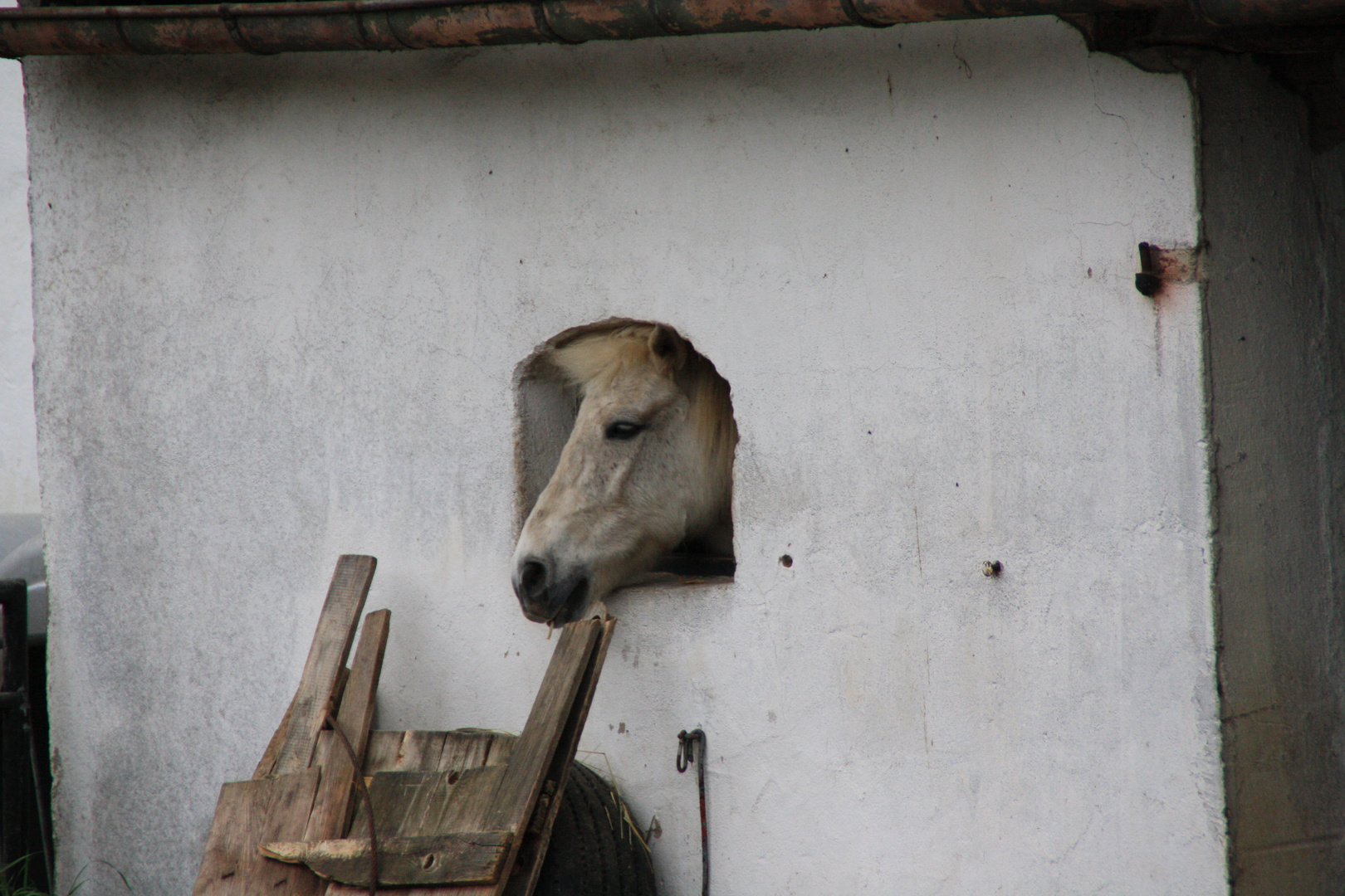 schaut ein Pferd aus den Fenster raus