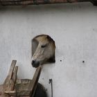 schaut ein Pferd aus den Fenster raus