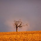 Schaut, ein Vogel im Baum