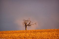 Schaut, ein Vogel im Baum