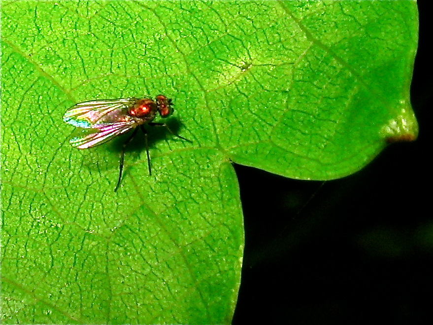 Schaut Euch mal dieses Foto der Schmuckfliege Physiophora genau an , dazu  das nächste von der . . .