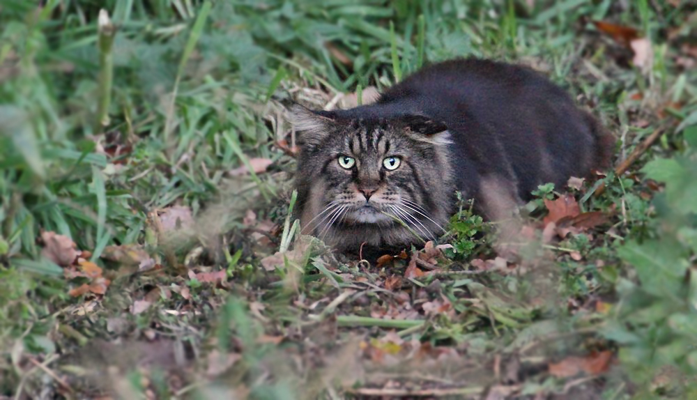 "Schaut ganz schön wild aus - oder"? (ISO 6400)