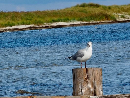 Schaut her, Ihr Photographen