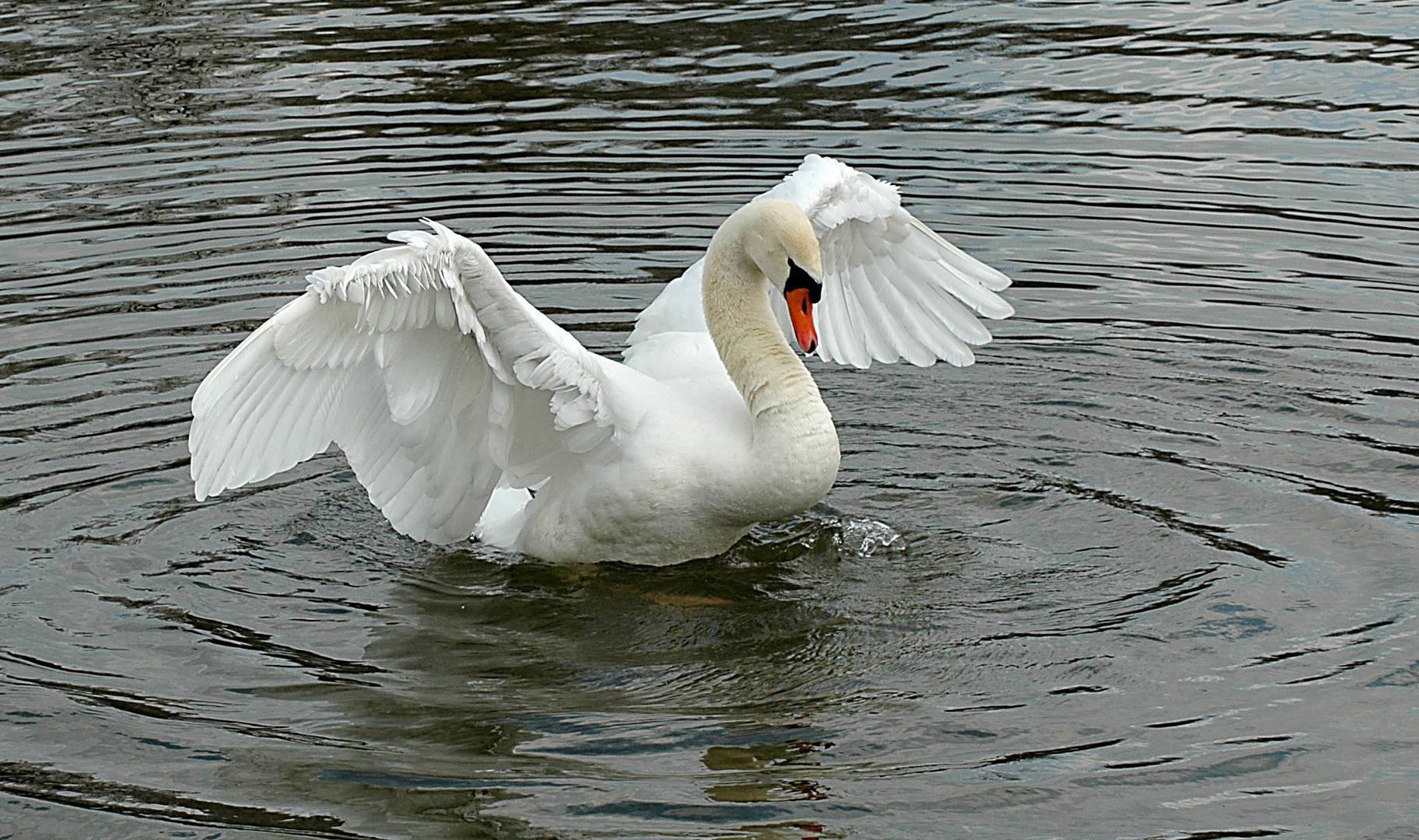 ``Schaut her, soooo schön bin ich ! ``