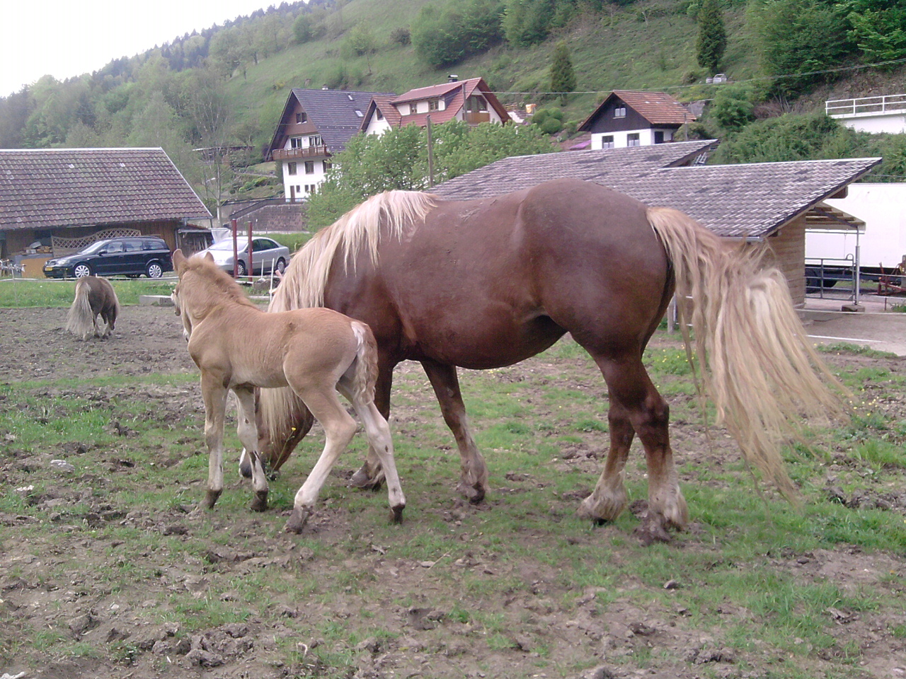 Schaut... ich bin schon fast so groß wie Mama.....!