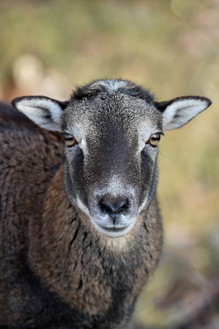 Schaut in diese Augen