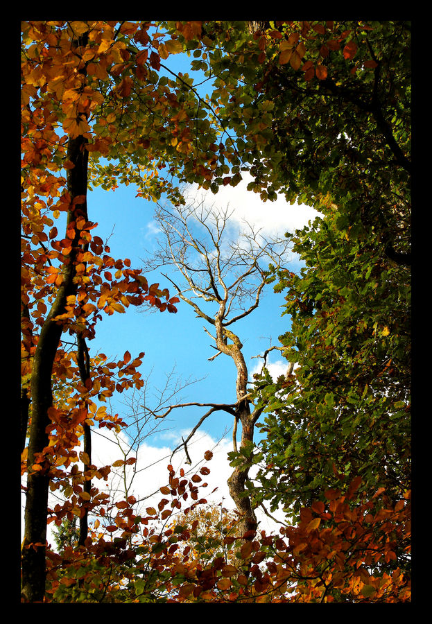 Schaut irgendwie nach Herbst aus