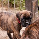 Schaut mal bei den Tierkindern rein, da gibt es mehr von mir und meiner Familie