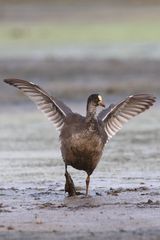"Schaut mal ...... ich werd TANGOTÄNZER, wenn ich groß bin"