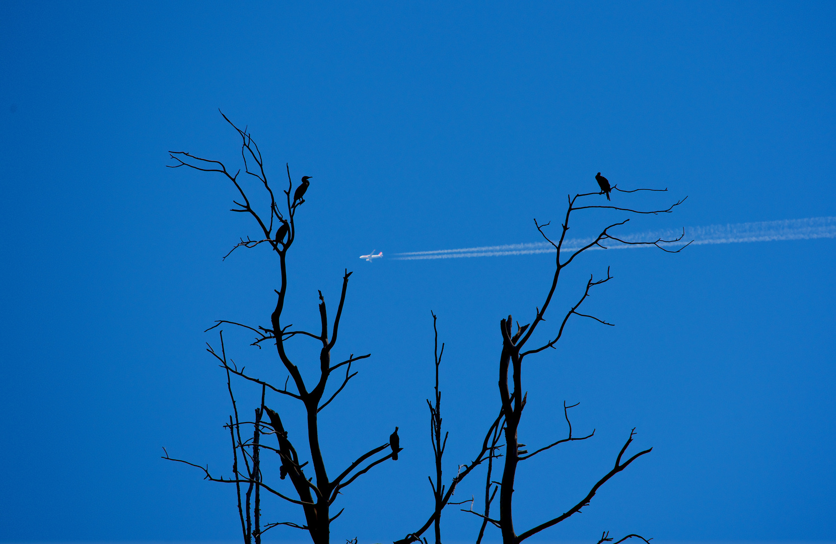 Schaut mal, so ein schöner Vogel