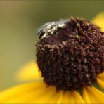 Schaut mir in die Augen