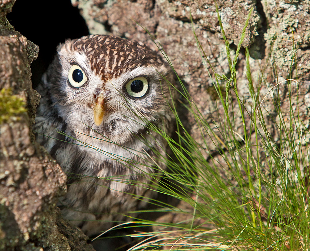 schaut mit großen Augen ein Käuzchen hervor