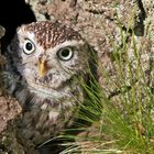 schaut mit großen Augen ein Käuzchen hervor