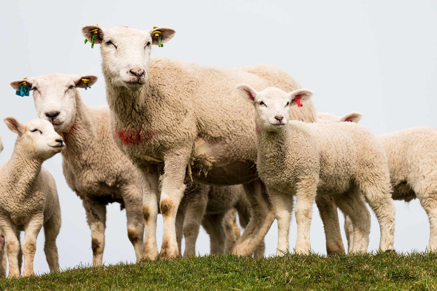 "Schaut....dahinten geht Ostern, gleich ist er weg"!