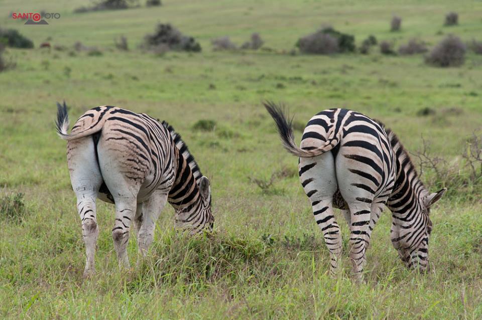 Schcotia Park Südafrika