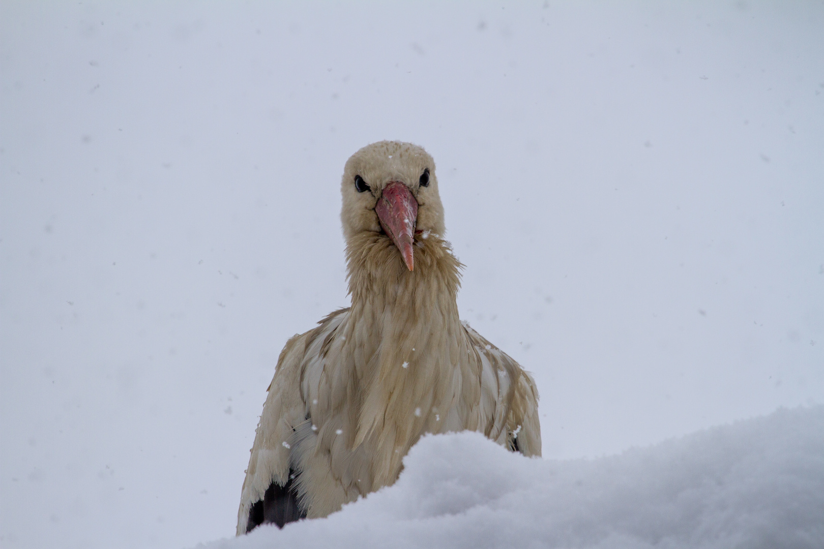 Sche... Wetter