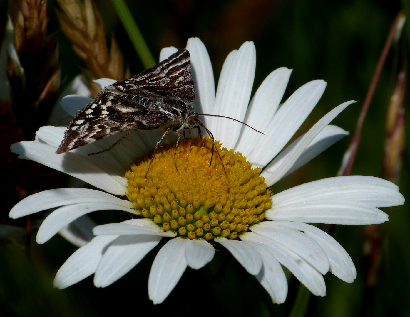 Scheck-Tageule (Euclidia (Callistege) mi)